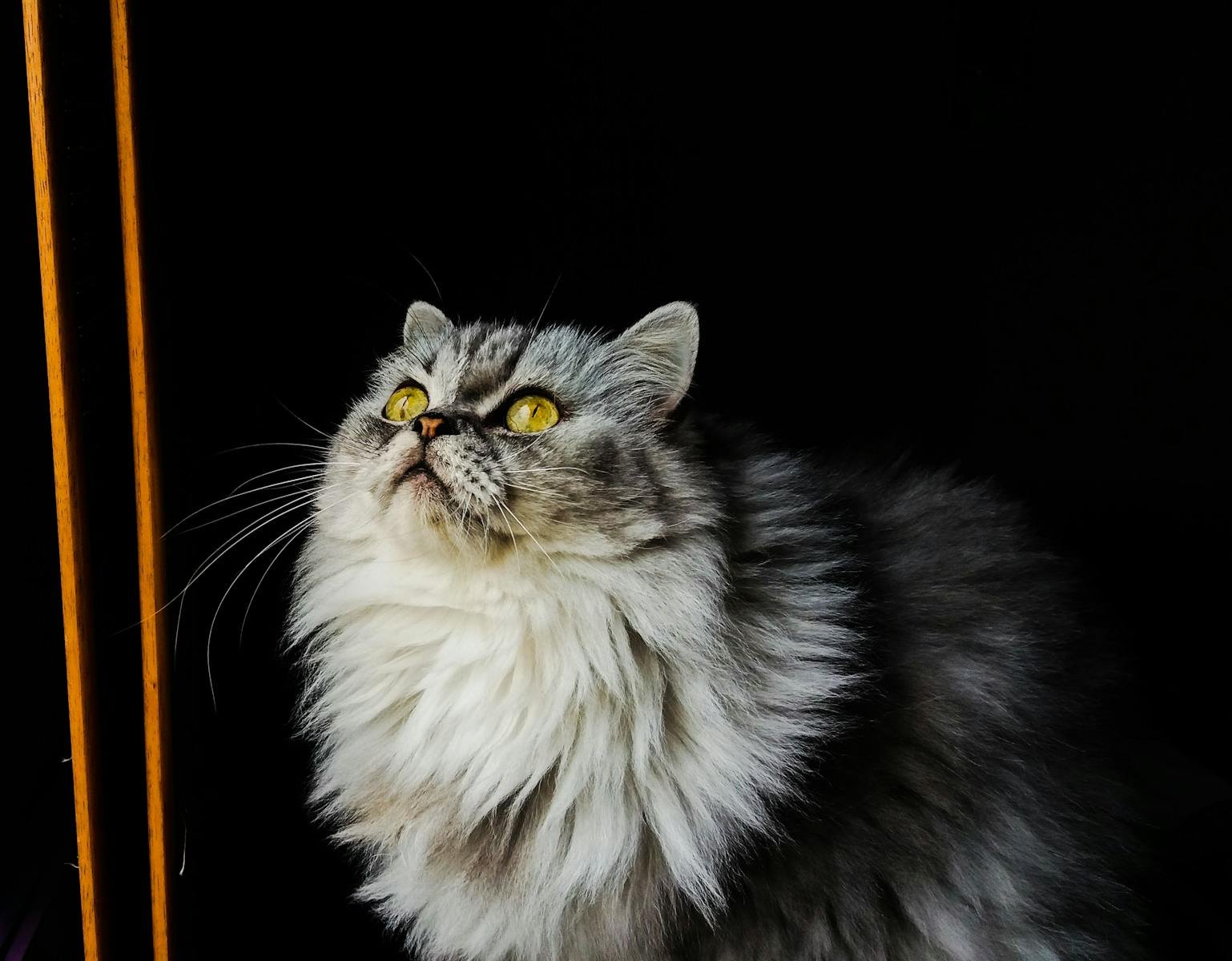 A majestic gray Persian cat with fluffy fur looks upward, set against a dark background.