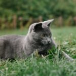 A beautiful gray cat lying on the grass, curiously staring forward.