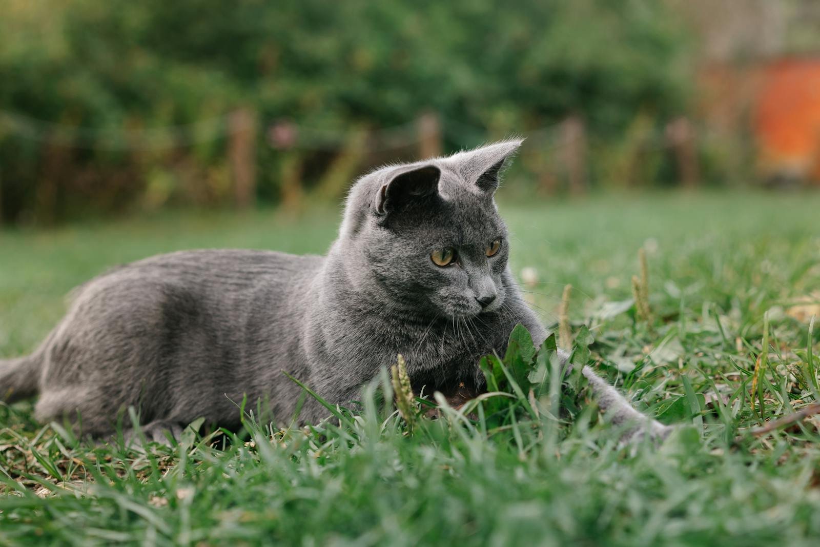 A beautiful gray cat lying on the grass, curiously staring forward.