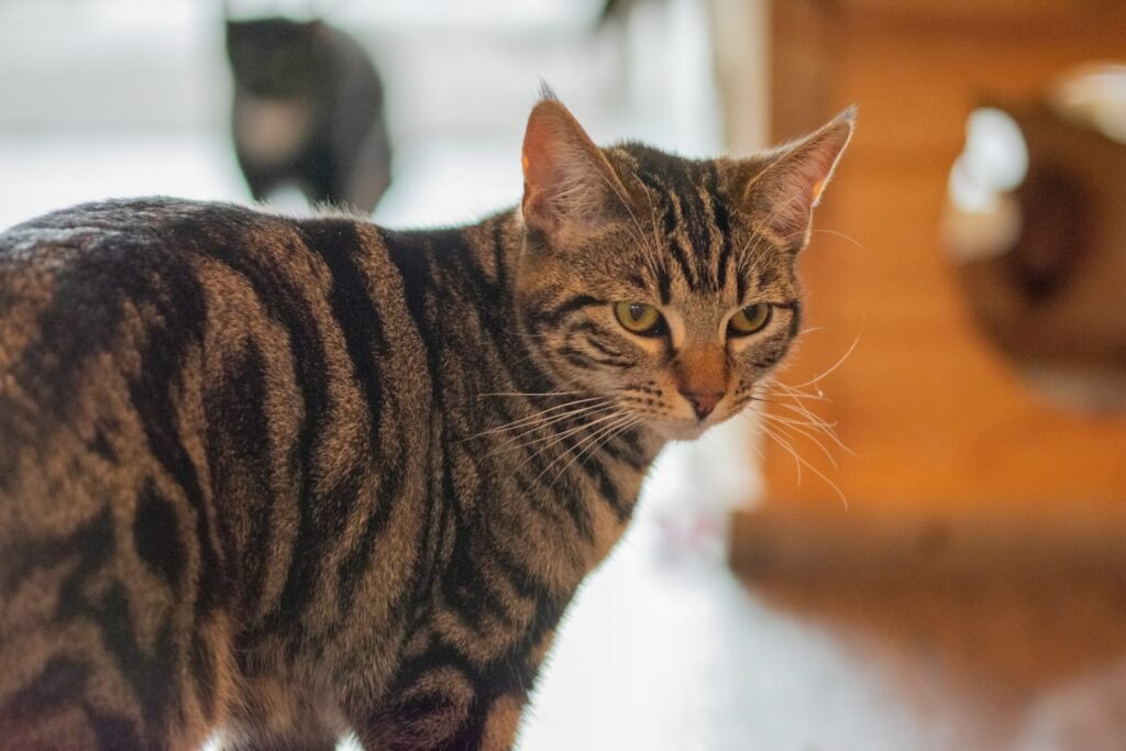 A striking tabby cat poses for the camera.