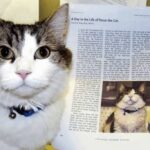 Oscar the Therapy Cat