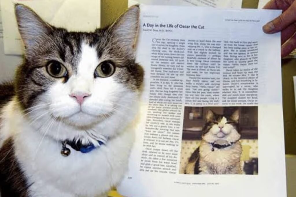 Oscar the Therapy Cat