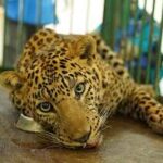 Injured Leopard Rescued