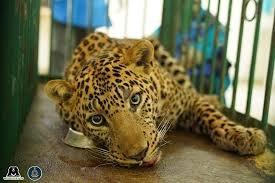 Injured Leopard Rescued