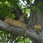a couple of leopards are sitting in a tree