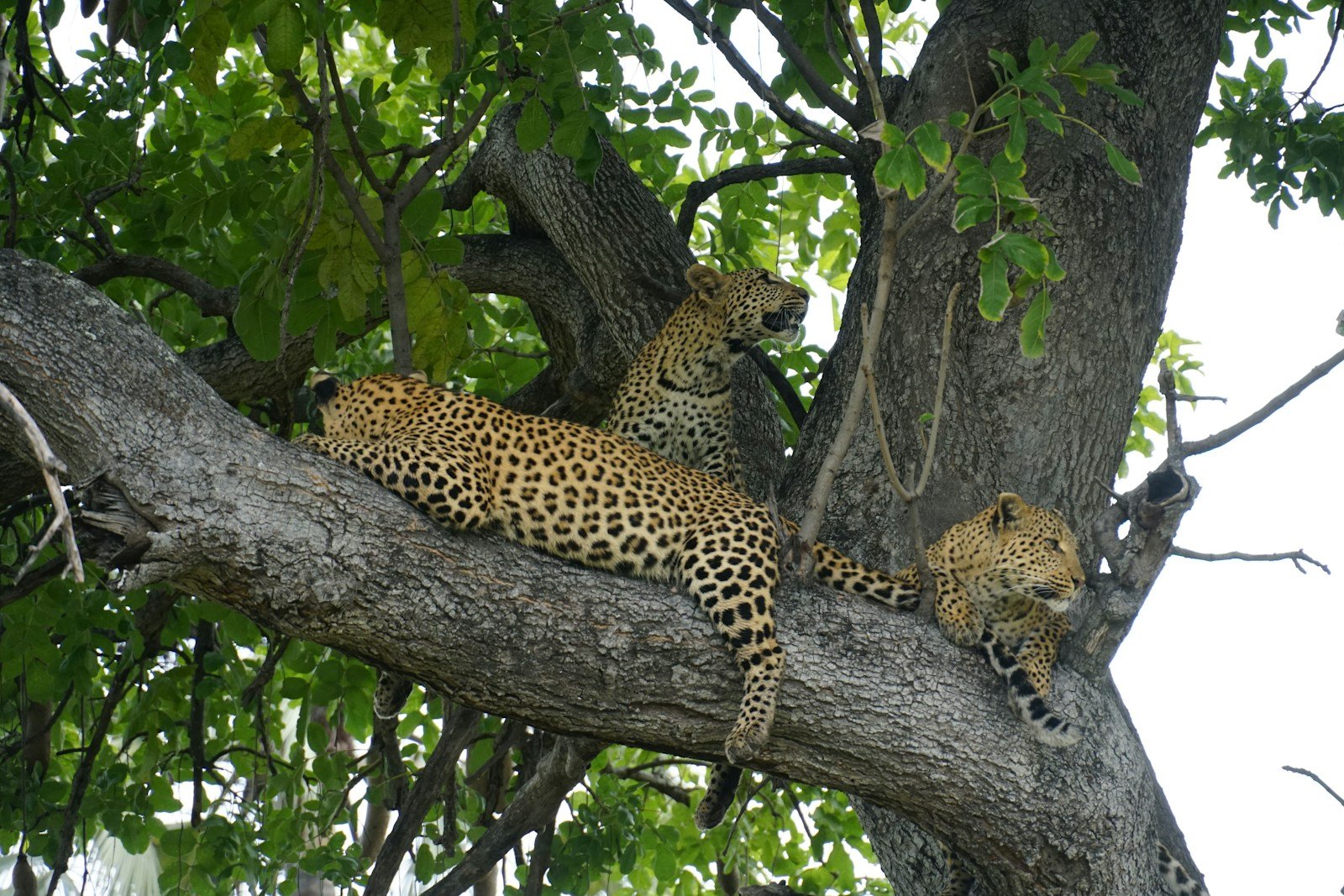 a couple of leopards are sitting in a tree