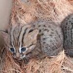 Baby Jungle Cats