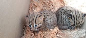 Baby Jungle Cats