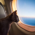 Pet Cat Vanishes Mid-Flight