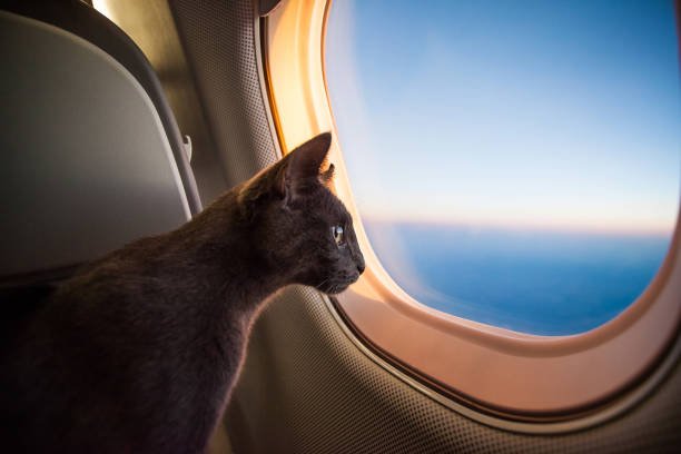 Pet Cat Vanishes Mid-Flight