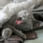 russian blue cat lying on brown leather textile