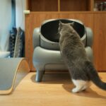 A cat standing on a table looking at a television
