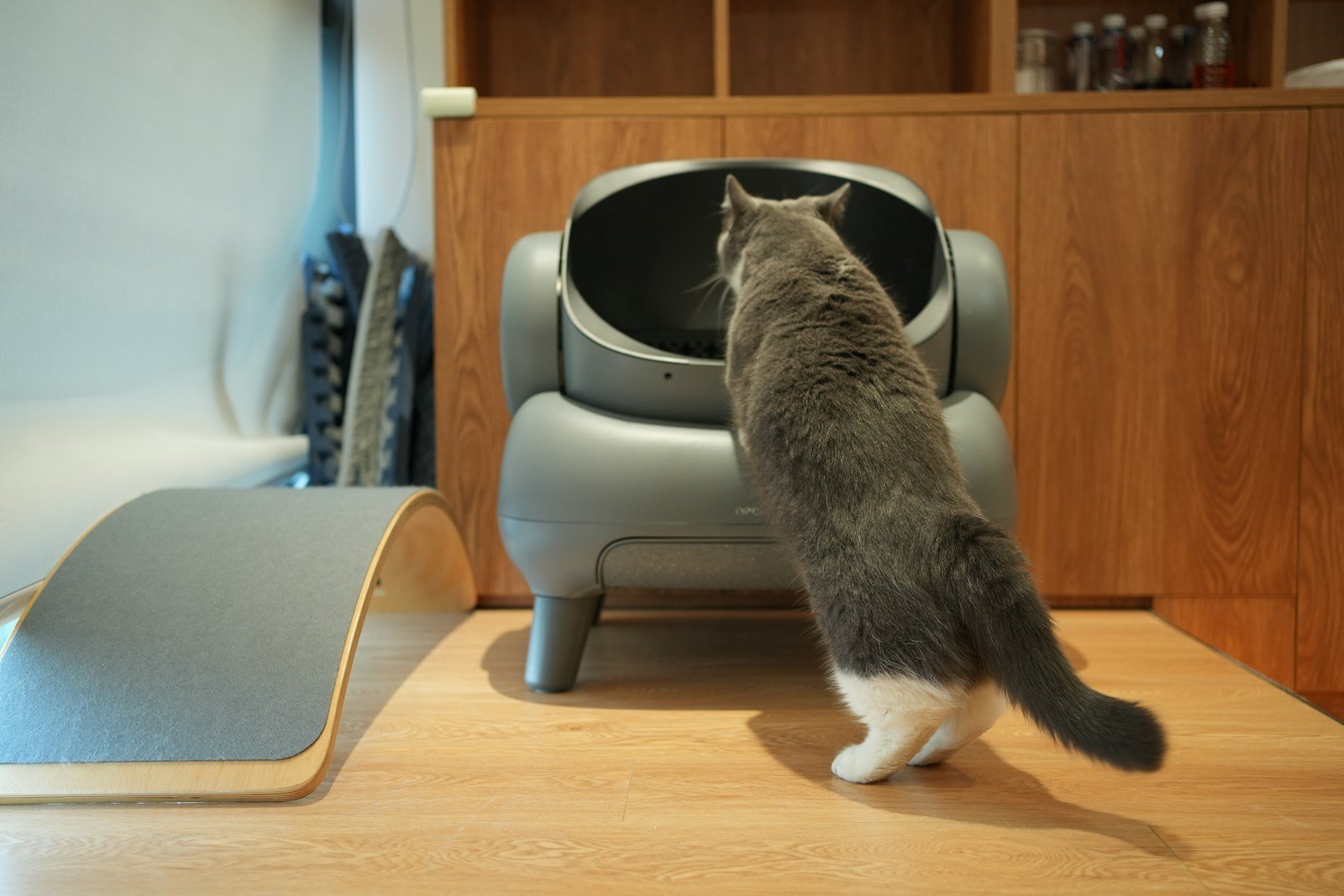 A cat standing on a table looking at a television