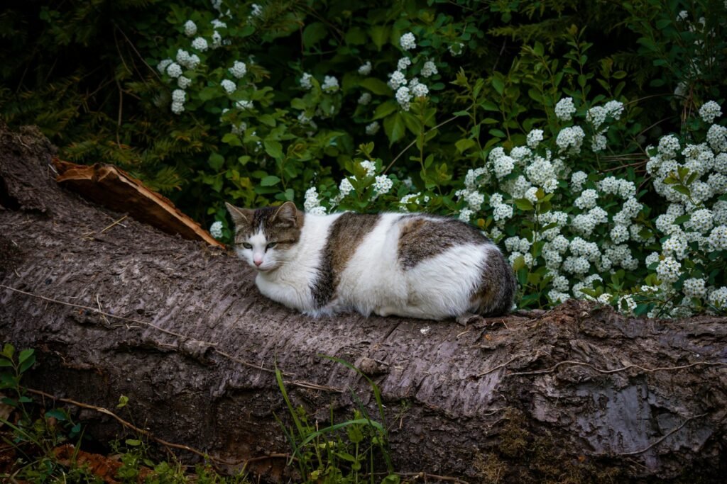 A cat is sitting on a fallen tree