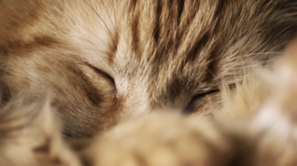 a close up of a cat's face with it's eyes closed