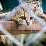 a close up of a cat behind a fence