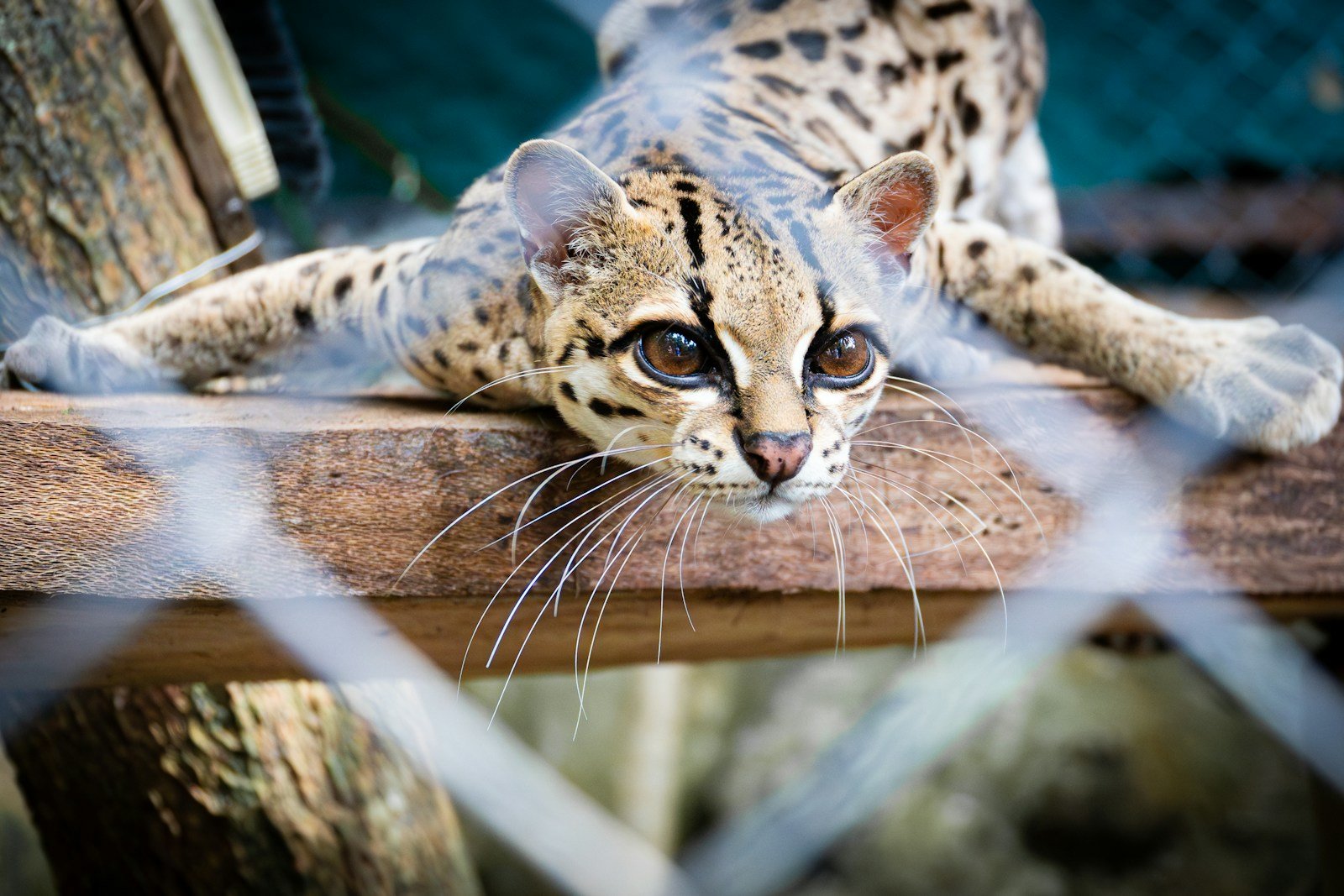 a close up of a cat behind a fence