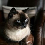 a cat sitting on a chair