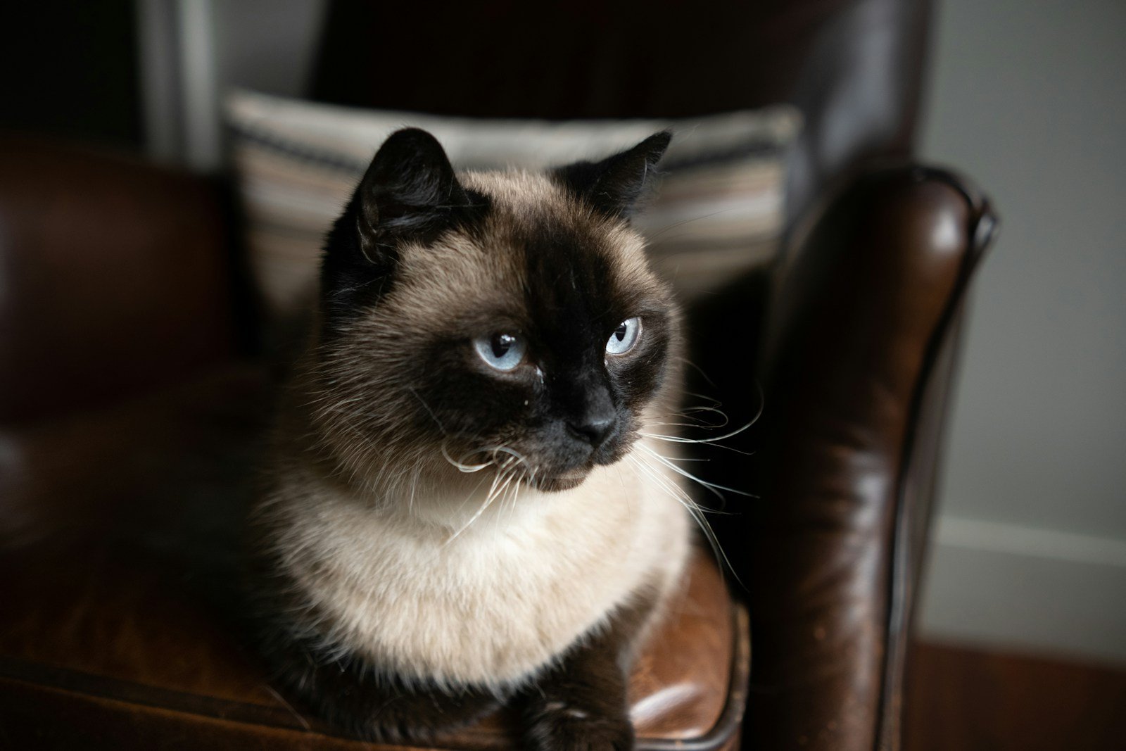 a cat sitting on a chair
