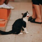 tuxedo cat on brown wooden floor