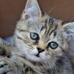 Close-Up Shot of a Kitten