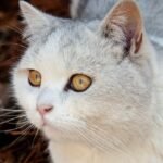 Close-Up Shot of a Cat