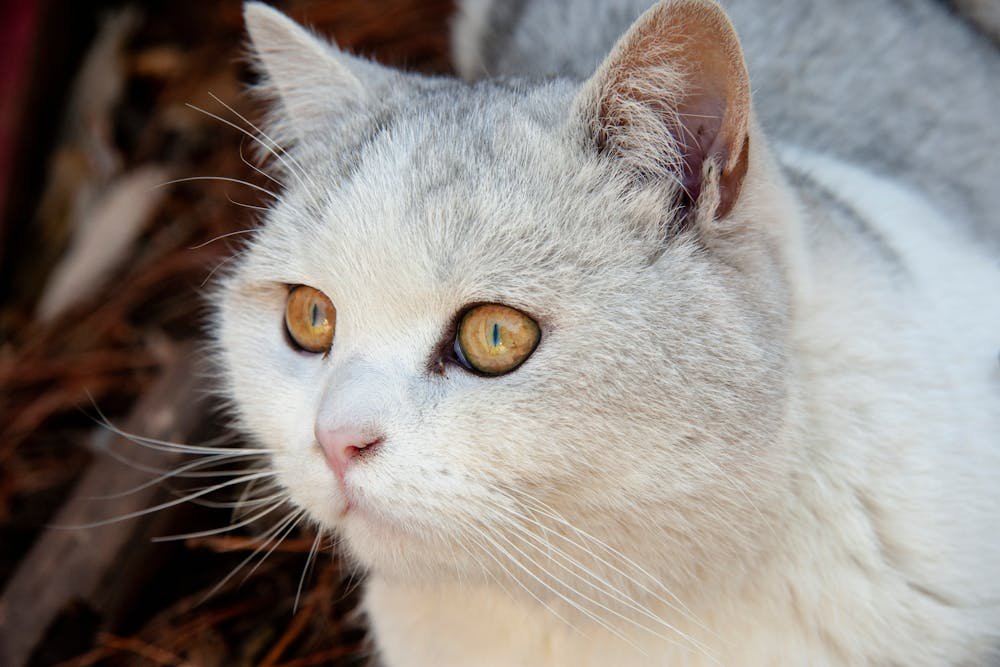 Close-Up Shot of a Cat