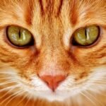 A Close-Up Shot of a Tabby Cat