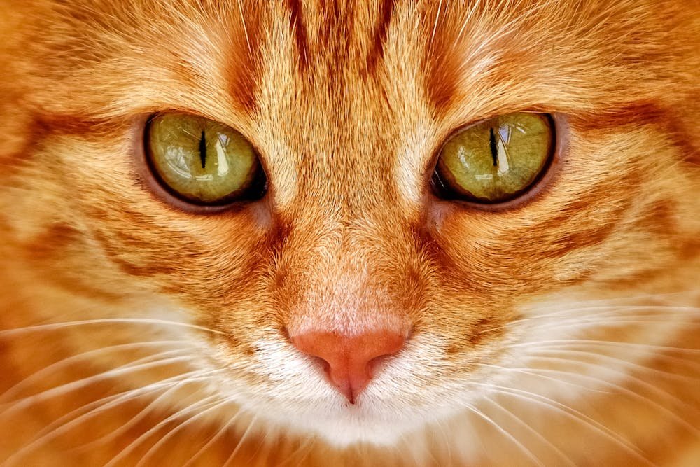 A Close-Up Shot of a Tabby Cat