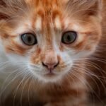Orange Cat Looking at Camera