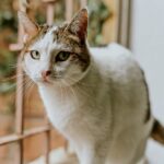 Close-Up Shot of a Tabby Cat
