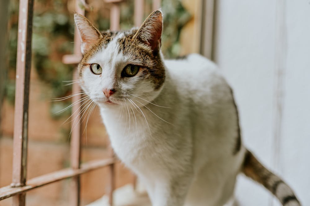 Close-Up Shot of a Tabby Cat
