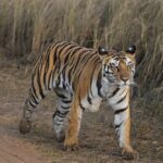 Majestic Bengal Tiger Walking in Natural Habitat