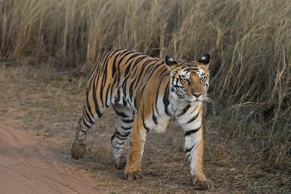 Majestic Bengal Tiger Walking in Natural Habitat
