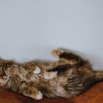 Photo of a Cat
