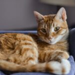 Ginger Cat Relaxing in Armchair
