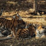Playful Tiger Cubs in Natural Habitat