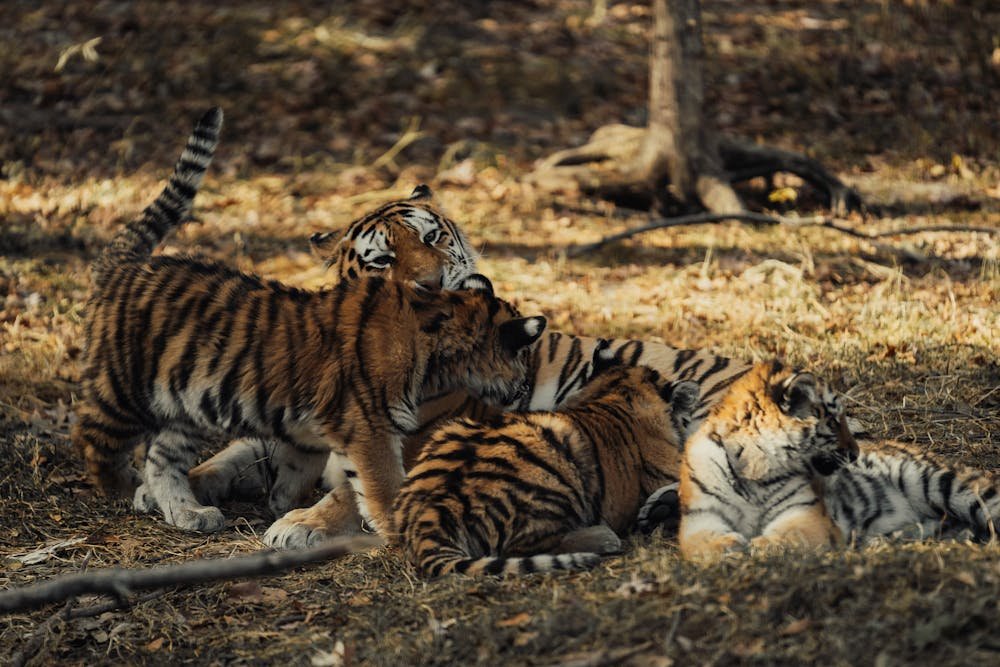 Playful Tiger Cubs in Natural Habitat