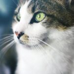 Close Up Photography of Brown Tabby Cat