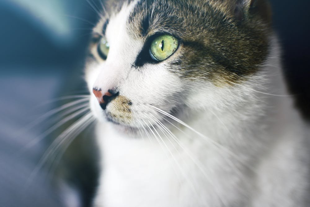 Close Up Photography of Brown Tabby Cat