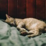 Orange Tabby Cat