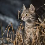 Close-Up Shot of a Tabby Cat in the Grass