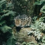 Photo of a Fishing Cat on a Rock