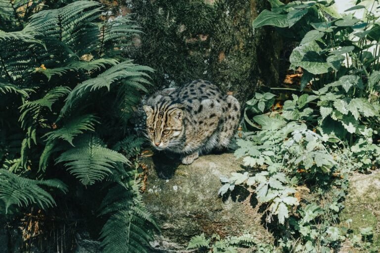 Photo of a Fishing Cat on a Rock