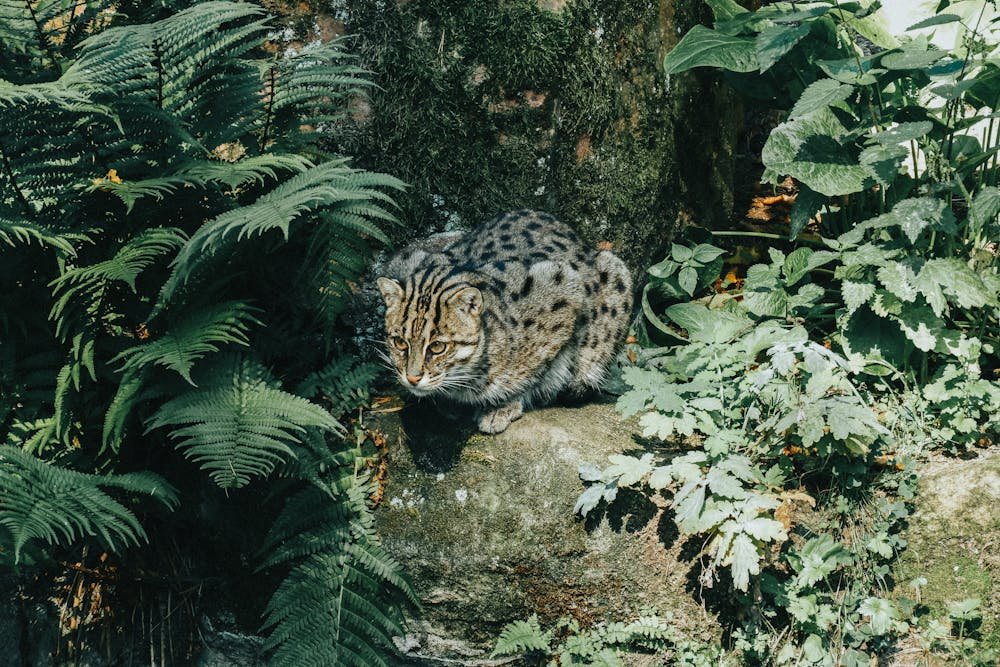 Photo of a Fishing Cat on a Rock