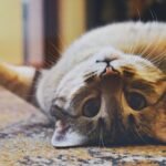 Playful Cat lying on a Carpet