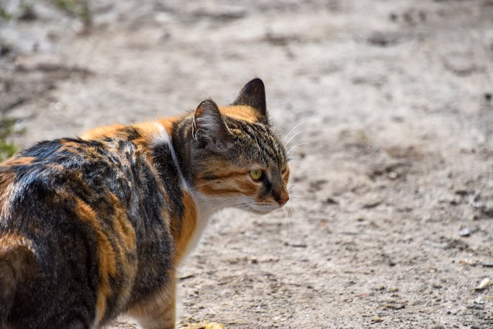 Close-Up Shot of a Calico Cat