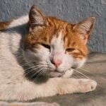 Head of Cat Lying Down