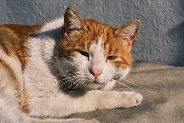 Head of Cat Lying Down