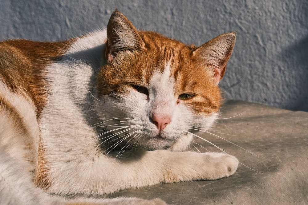 Head of Cat Lying Down